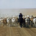 A person riding a horse leads a herd of cattle down a dusty road